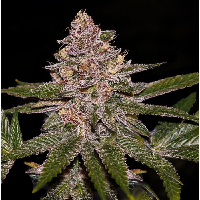 RADICAL JUICE Feminized Cannabis Seeds