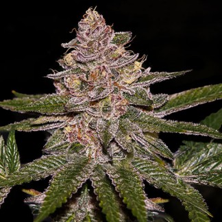 RADICAL JUICE AUTO Feminized Cannabis Seeds