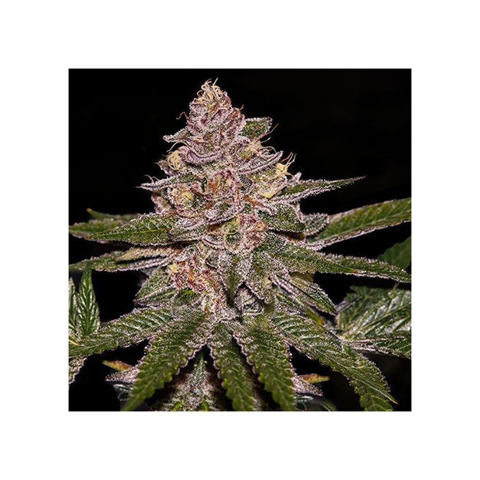 RADICAL JUICE AUTO Feminized Cannabis Seeds