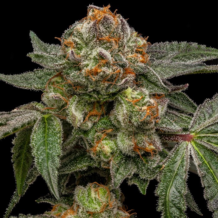 Zake Feminized Cannabis Seeds