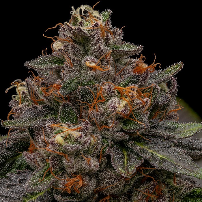 Korenji Feminized Cannabis Seeds Korenji Feminized Cannabis Seeds