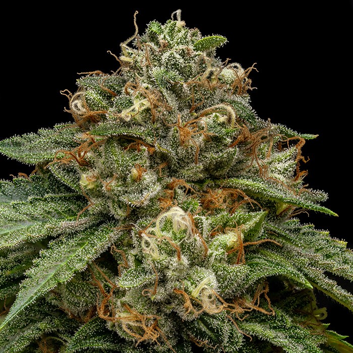 Kroma Feminized Cannabis Seeds