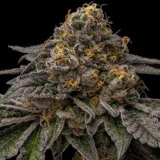 Break Pad Breath Feminized Cannabis Seeds