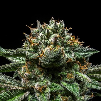 CHEMPIE Feminized Cannabis Seeds