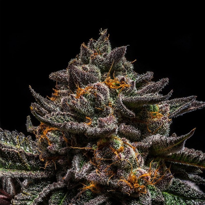 BRAIN CAKE Feminized Cannabis Seeds BRAIN CAKE Feminized Cannabis Seeds