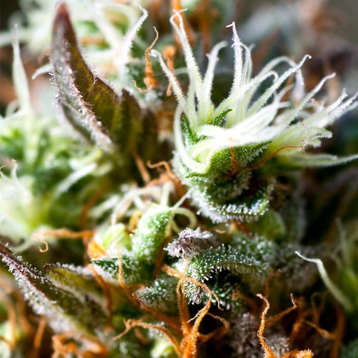 LEMON ICE 2.0 Feminized Cannabis Seeds