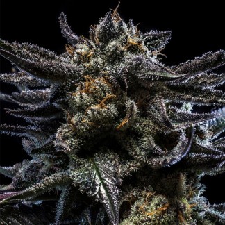 ZOMBIE KUSH Feminized Cannabis Seeds