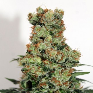 RIPPER BADAZZ Feminized Cannabis Seeds