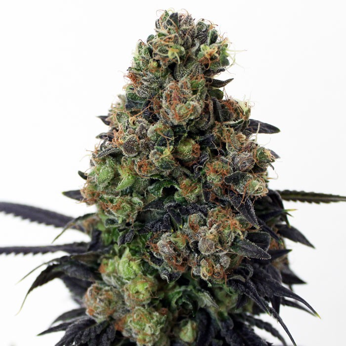 ACID DOUGH Feminized Cannabis Seeds