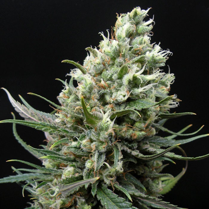 RIPPER HAZE Feminized Cannabis Seeds