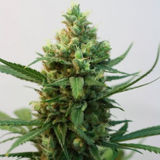 TOXIC Feminized Cannabis Seeds