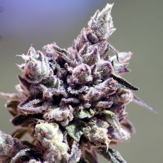 WASHING MACHINE Feminized Cannabis Seeds
