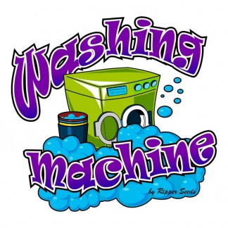 WASHING MACHINE Feminized Cannabis Seeds