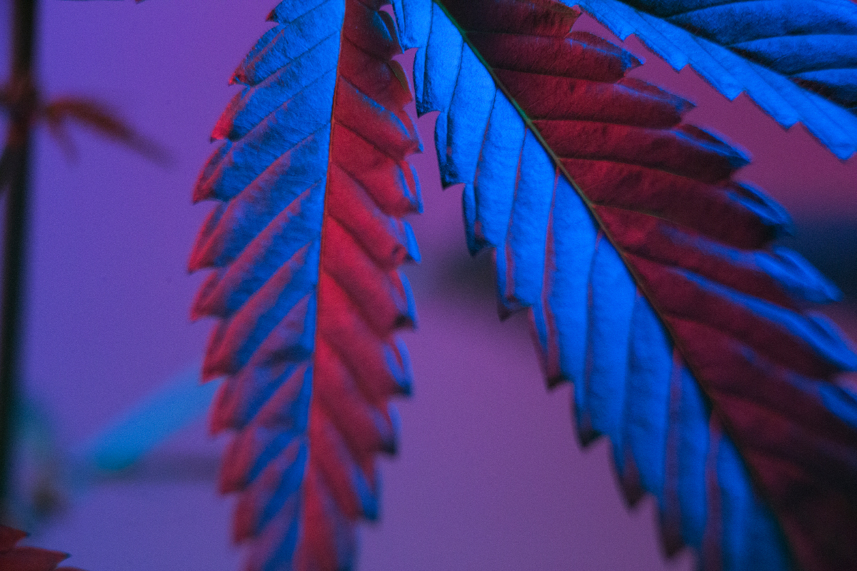 Hoja de cannabis sativa con iluminación artística