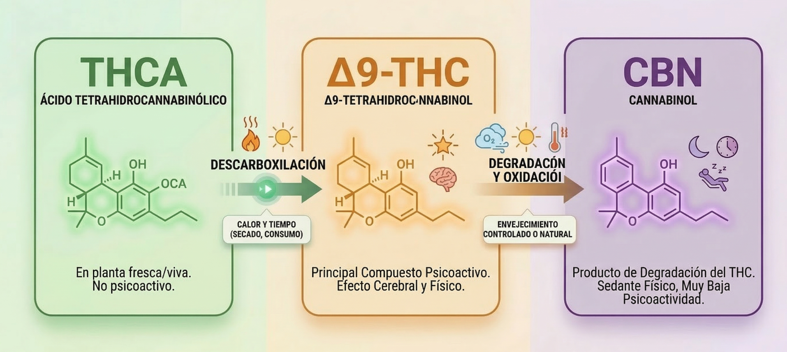 Diagrama de conversion de THC a CBN
