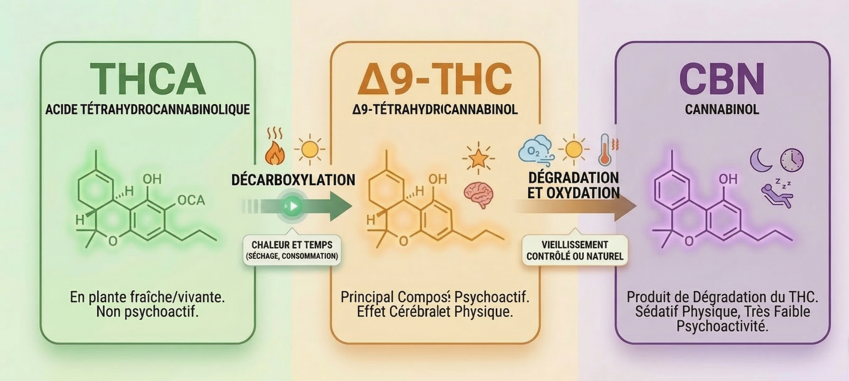Diagramme de conversion du THC en CBN