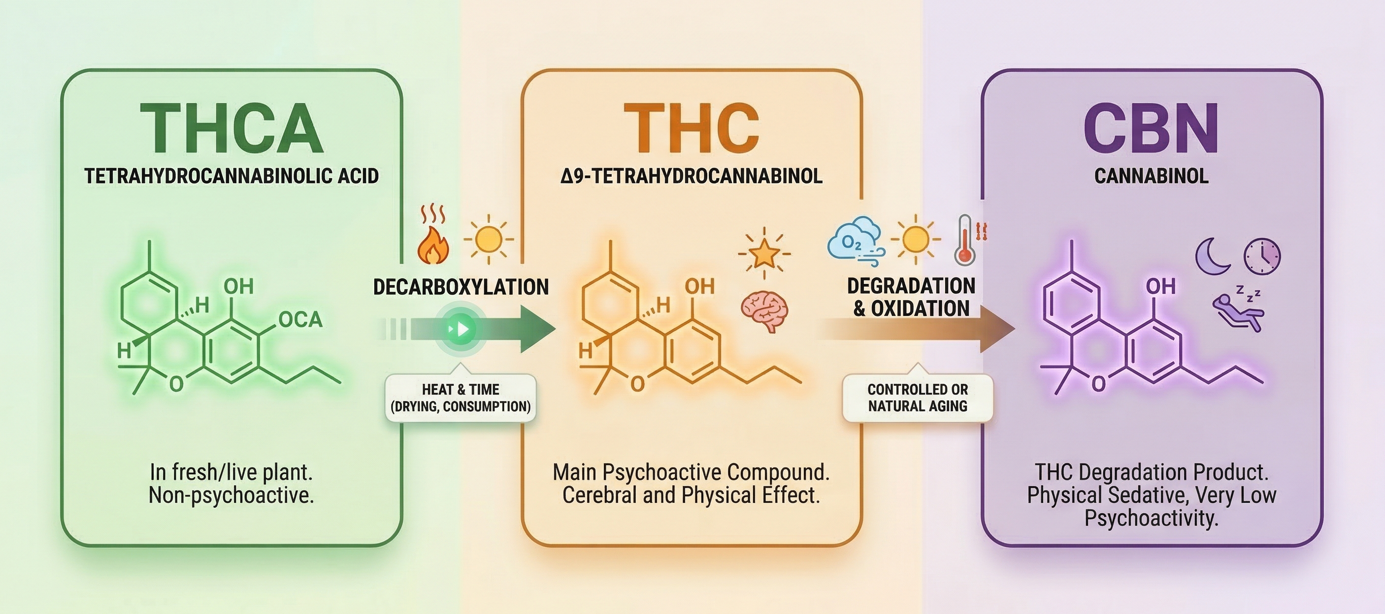 Diagramm der Umwandlung von THC in CBN