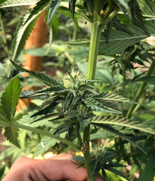 Hermaphrodite cannabis plant r/GrowingMarijuana