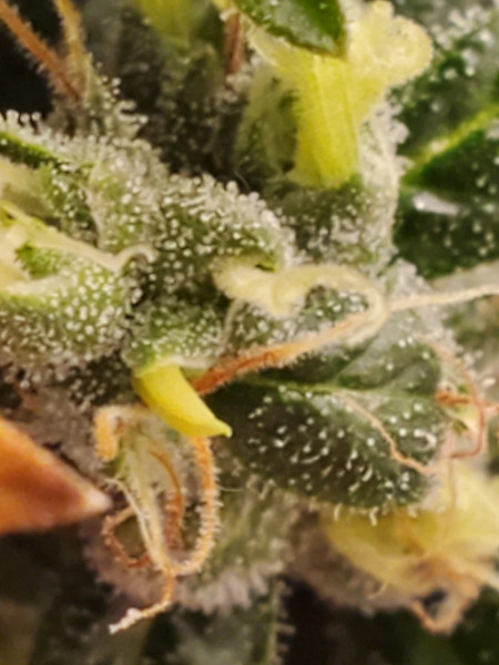 Bananas or nanners: Unlike pollen sacs, these elongated structures are already open and can pollinate your flowers immediately. Act fast!