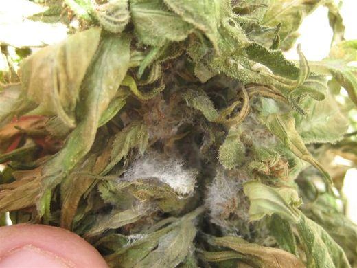 Cannabis bud opened with the fingers: grayish-white mold inside and small brown leaves caused by botrytis
