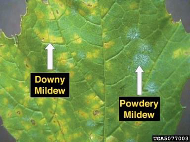 Grape leaf with downy mildew and powdery mildew at the same time: angular yellow patches between the veins and white powdery spots