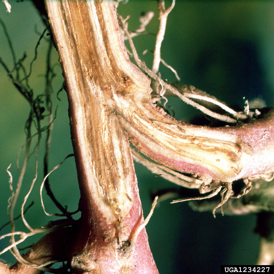 Stem split lengthwise with fusarium: brown streaks inside caused by the blocked vessels that carry water
