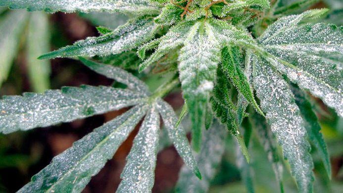 Cannabis plant with powdery mildew: white floury powder on the leaves already reaching the flowering bud