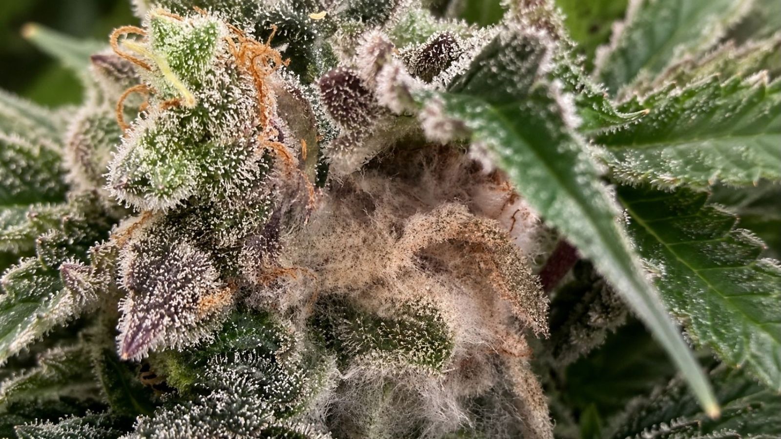Cannabis bud with advanced botrytis: gray fuzz and brown tissue inside, surrounded by flower that is still healthy