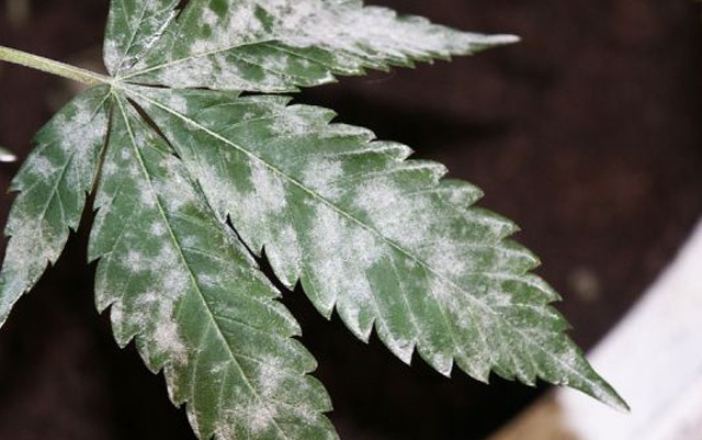 Cannabis leaf with powdery mildew: white floury patches merging and starting to cover the leaflets