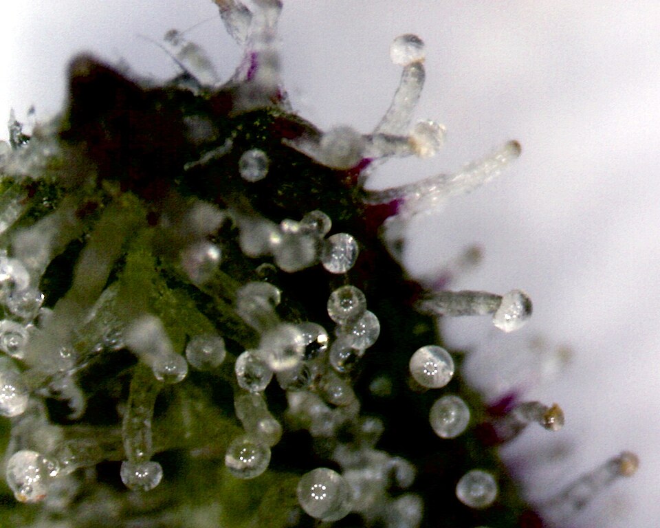 Trichomes de cannabis sativa