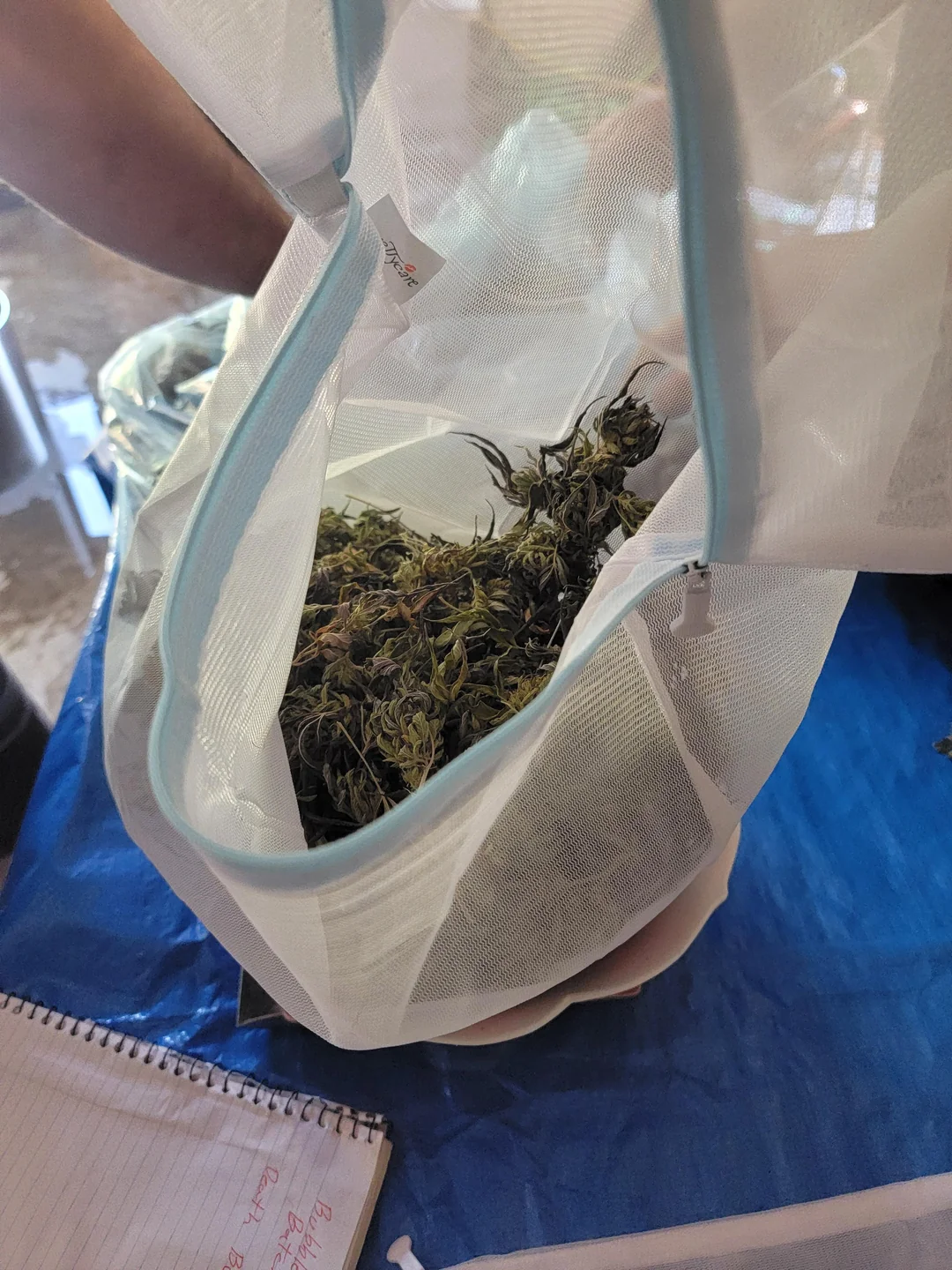 Chargement de bourgeons de cannabis dans un sac de travail en toile pour l'extraction de Bubble Hash