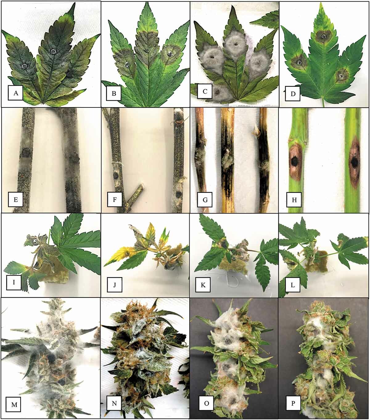 efectos sobre el cannabis de la infección de distintos hongos