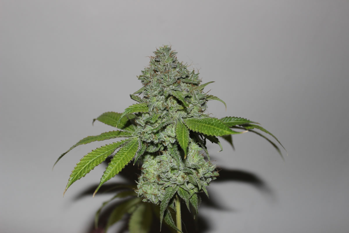 Aspecto típico de las flores hembra del cannabis