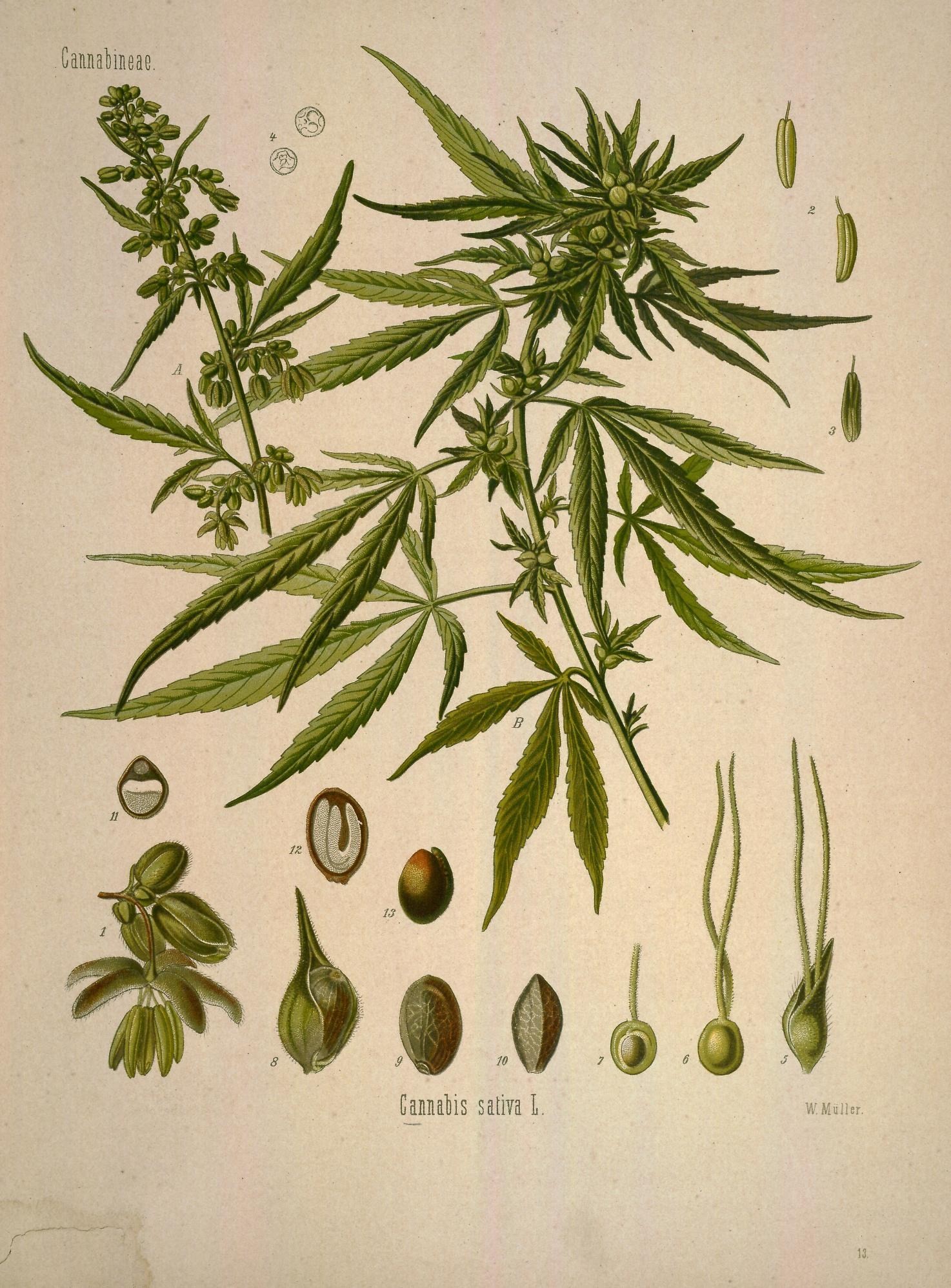 Aspecto de las flores masculinas y femeninas de cannabis