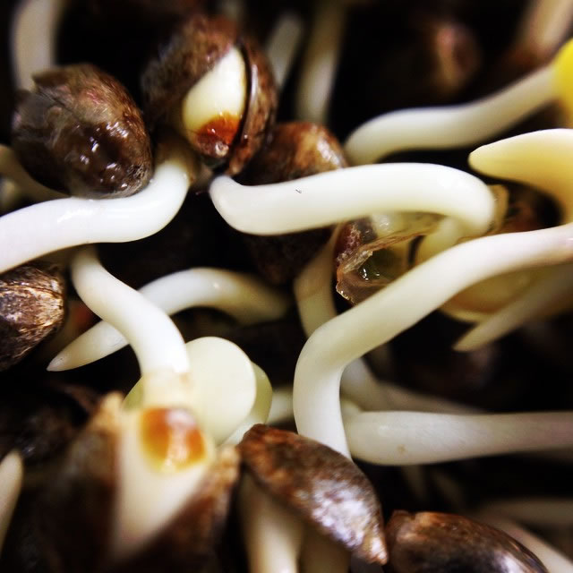 Keimende Marihuanasamen