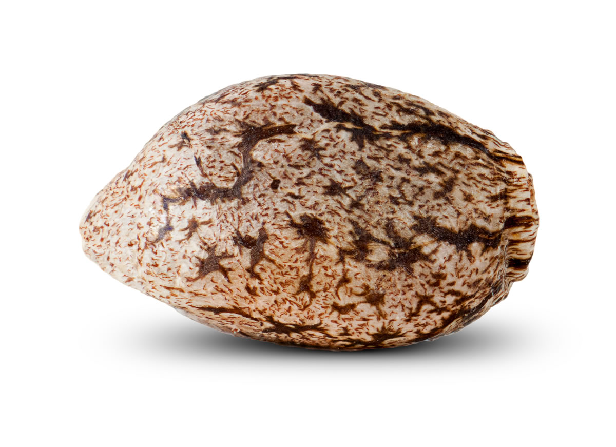 Marihuanasamen von Ripper Seeds