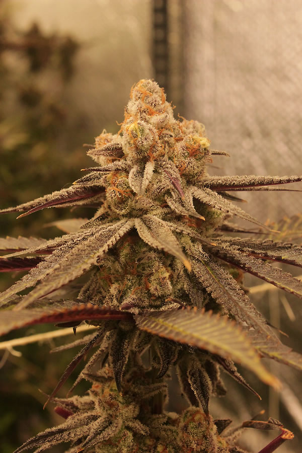 El momento de cortar nos permite modular el efecto deseado