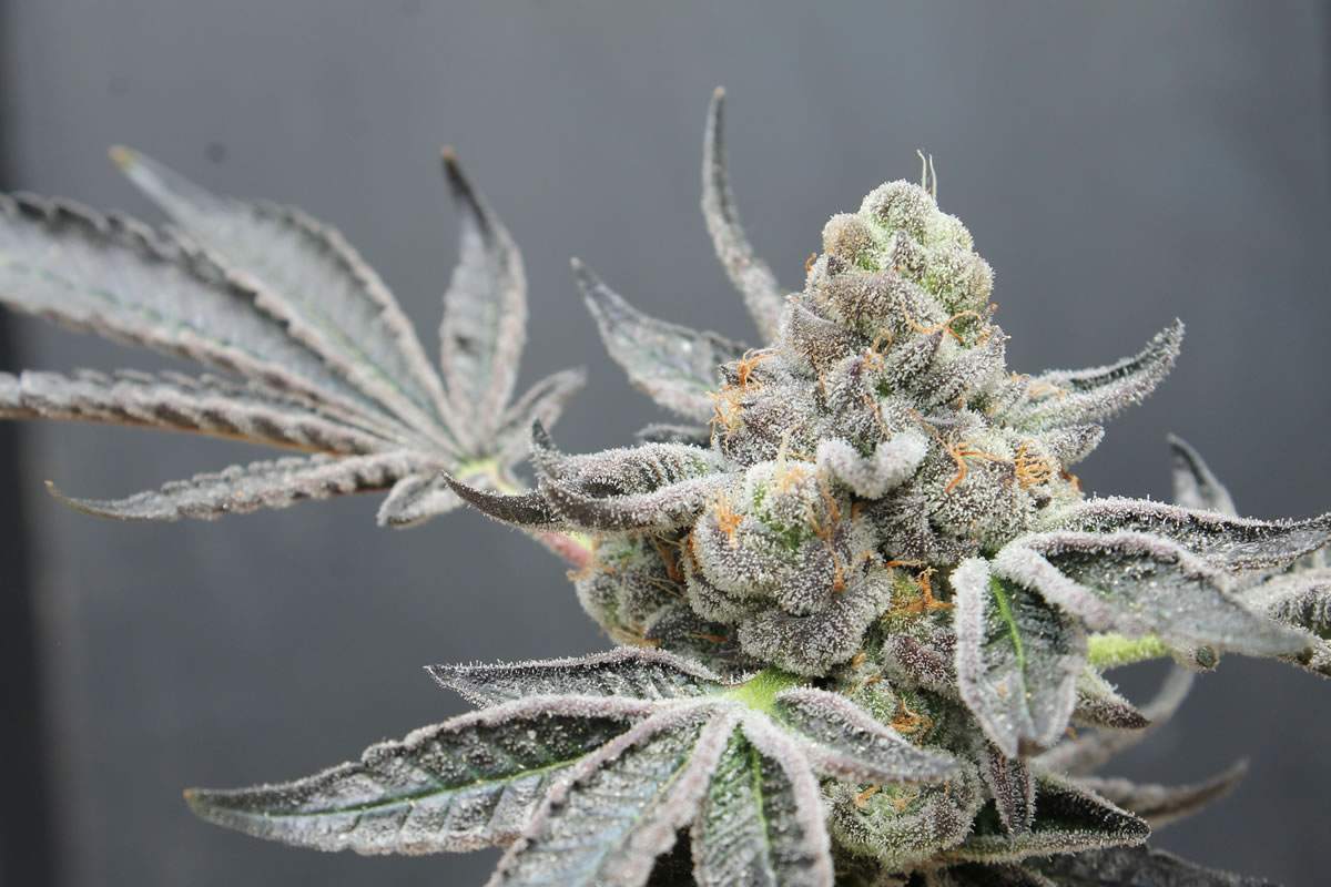 Fleur de cannabis cultivée dans des conditions froides