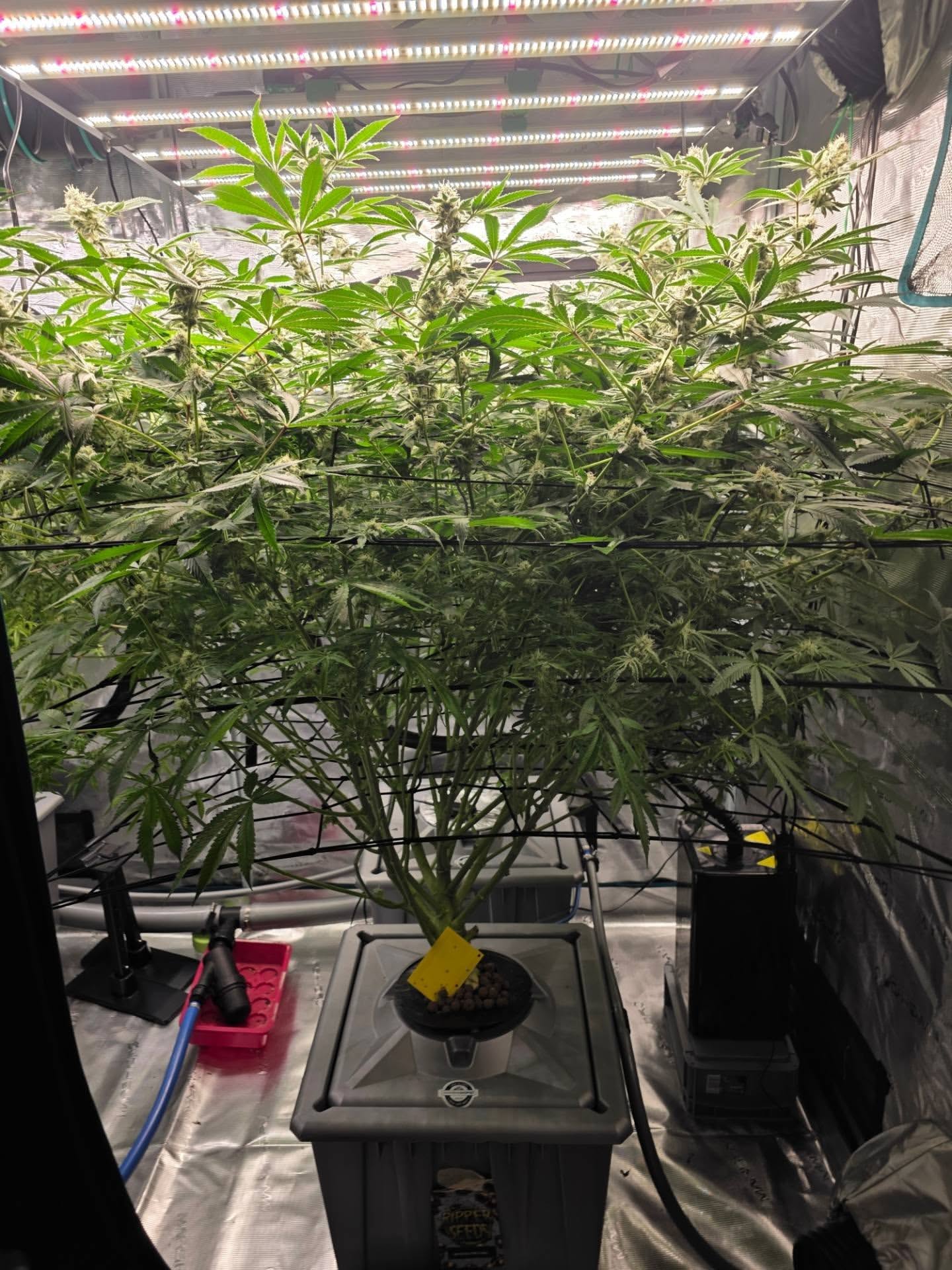Plante de cannabis en SCROG avec taille des branches basses dans un box de culture