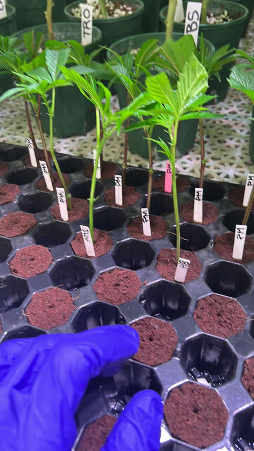 Las plantas madre facilitan mucho el acceso a clones de alta calidad