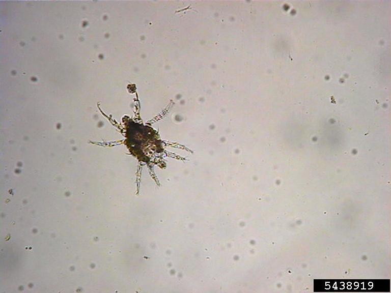 Breite Weichhautmilbe Polyphagotarsonemus latus unter dem Mikroskop, mit ovalem, durchscheinendem Körper