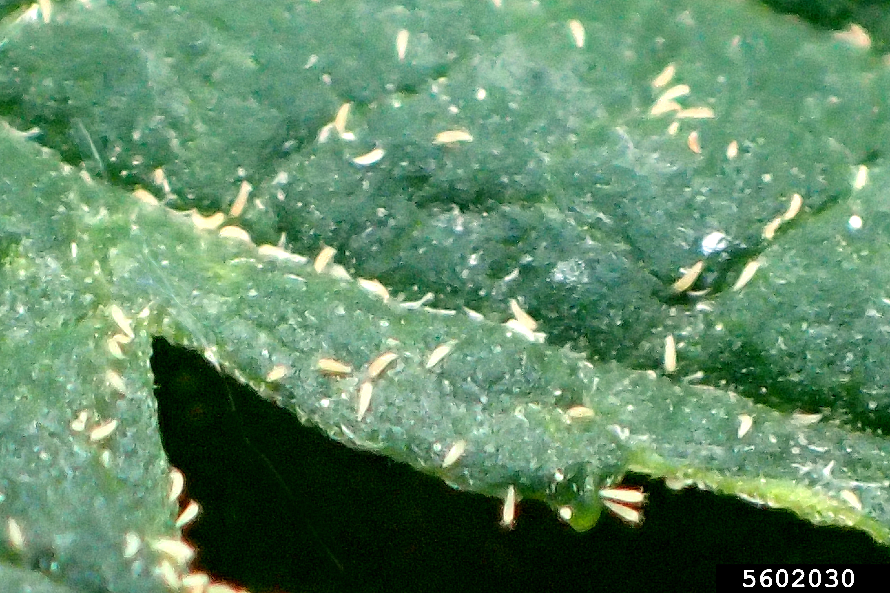 Spindelförmige Hanfrostmilben Aculops cannabicola unter dem Mikroskop