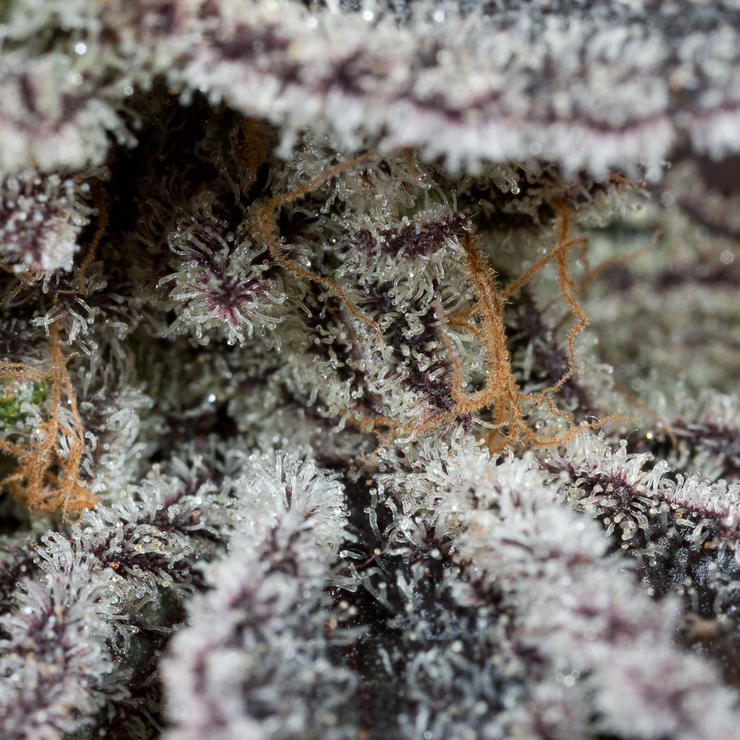 Producción de resina de los tricomas de faceoff
