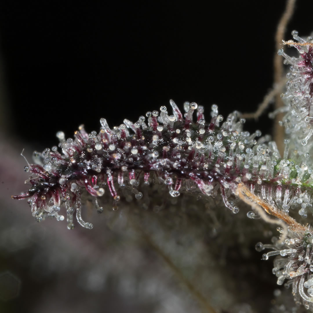 tricomas de GMO x animal cookies