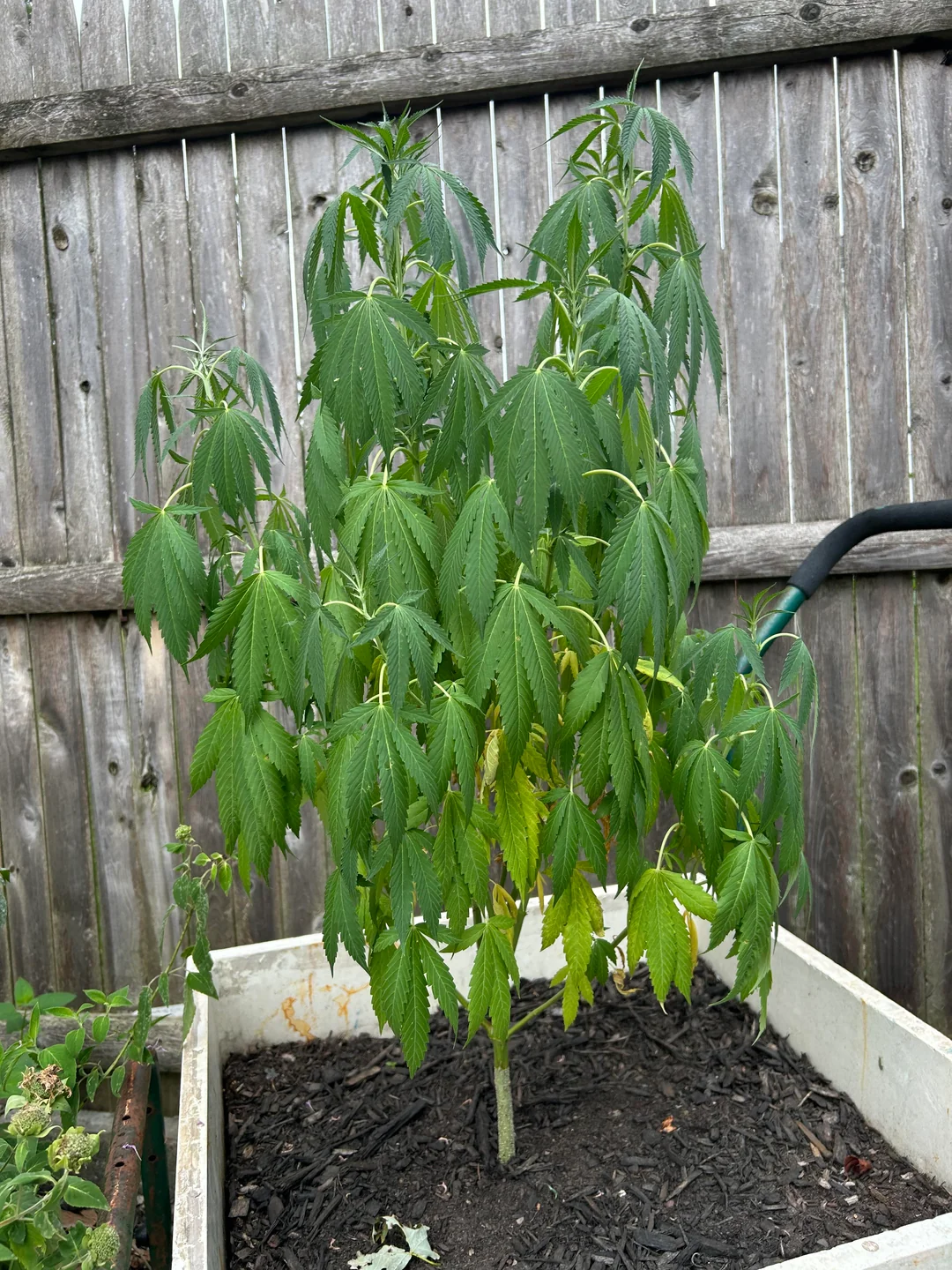 Aspecto de una planta de cannabis con falta de riego
