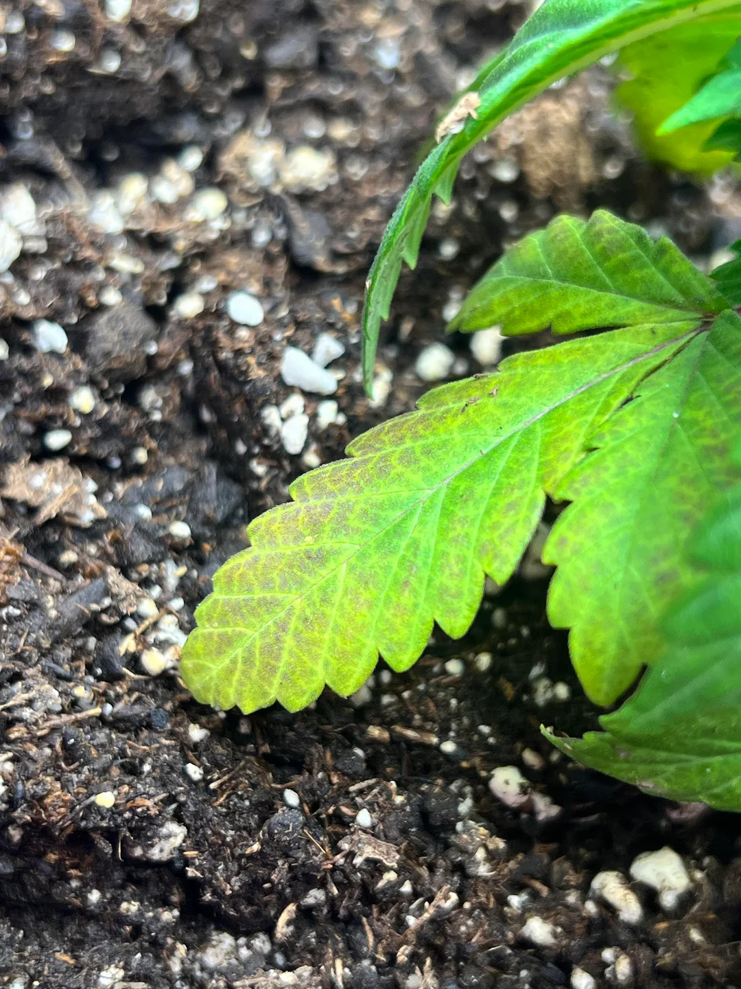 Síntomas de una hoja de una planta de marihuana sobre regada