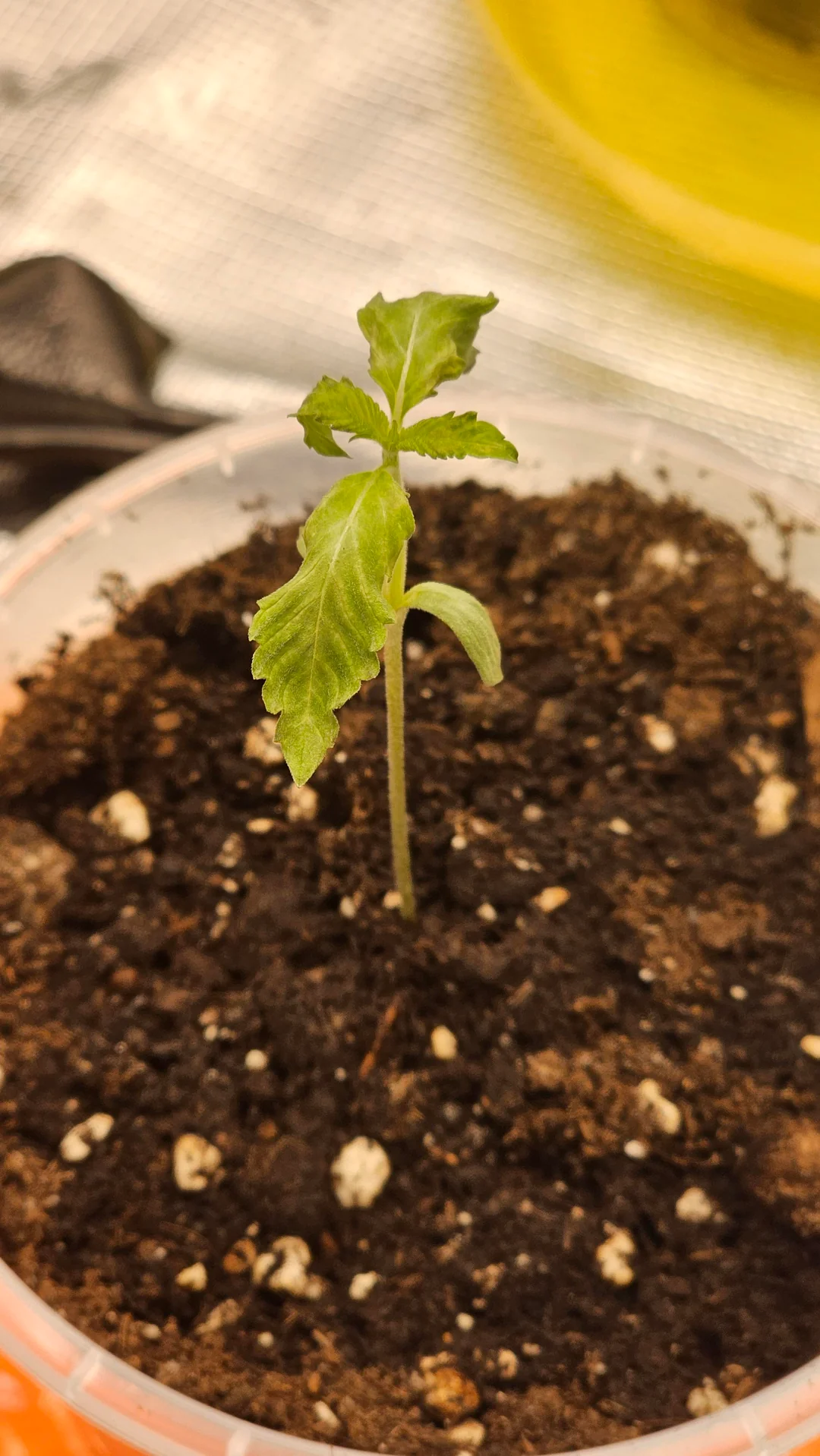 Plántula de cannabis que se ha regado demasiado