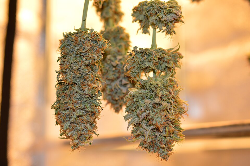 Têtes de cannabis suspendues pendant le séchage, avec les petites feuilles déjà rétractées sur la fleur