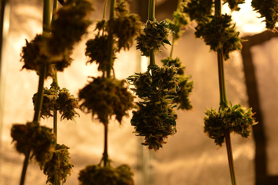 Branches de cannabis suspendues et espacées dans un séchoir, avec les têtes réparties le long de la tige