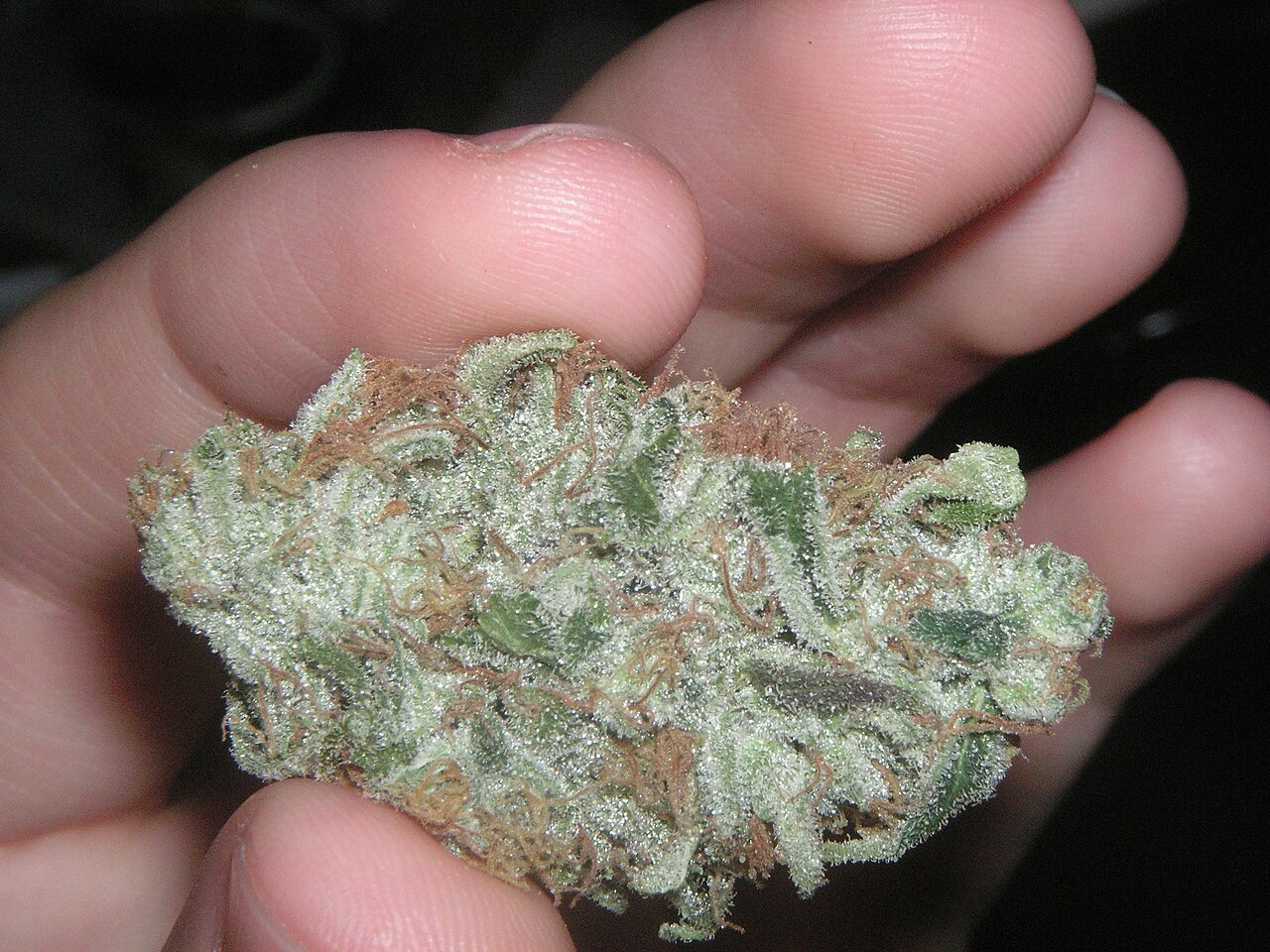 Tête de cannabis tenue entre les doigts, avec des petites feuilles chargées de résine et des trichomes visibles